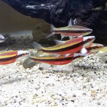 Notropis lutipinnis   Geelvin elrits M